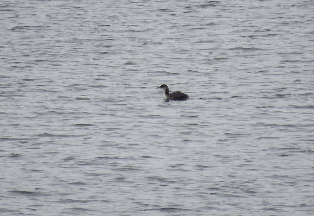 Red-necked Grebe - ML613726205