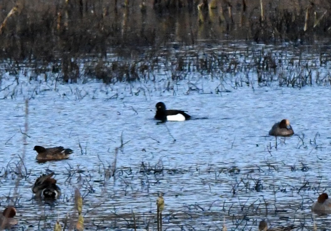 Tufted Duck - ML613726287