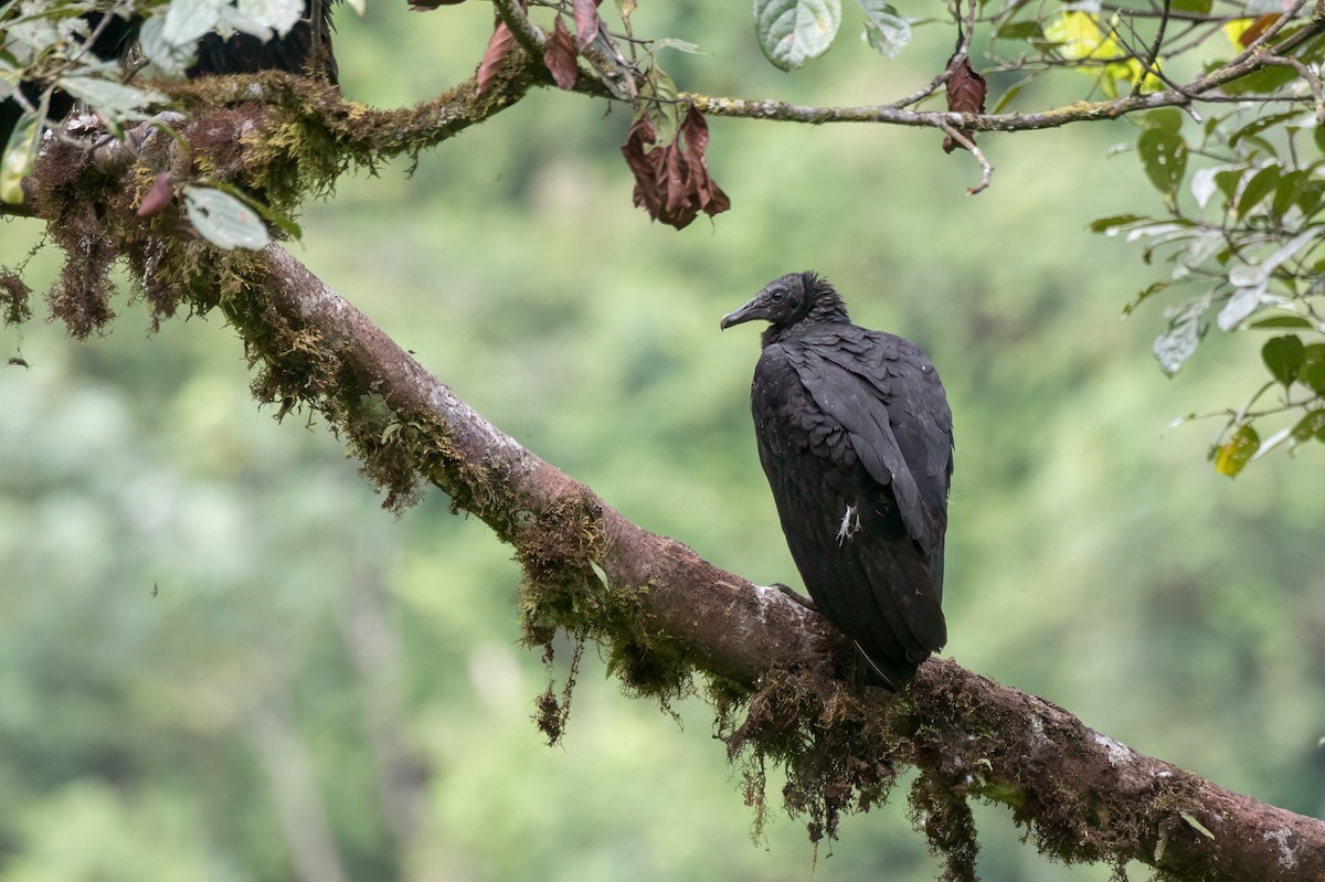 Black Vulture - ML613726289