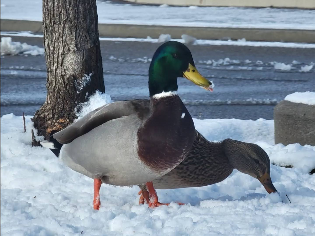 Canard colvert - ML613726439