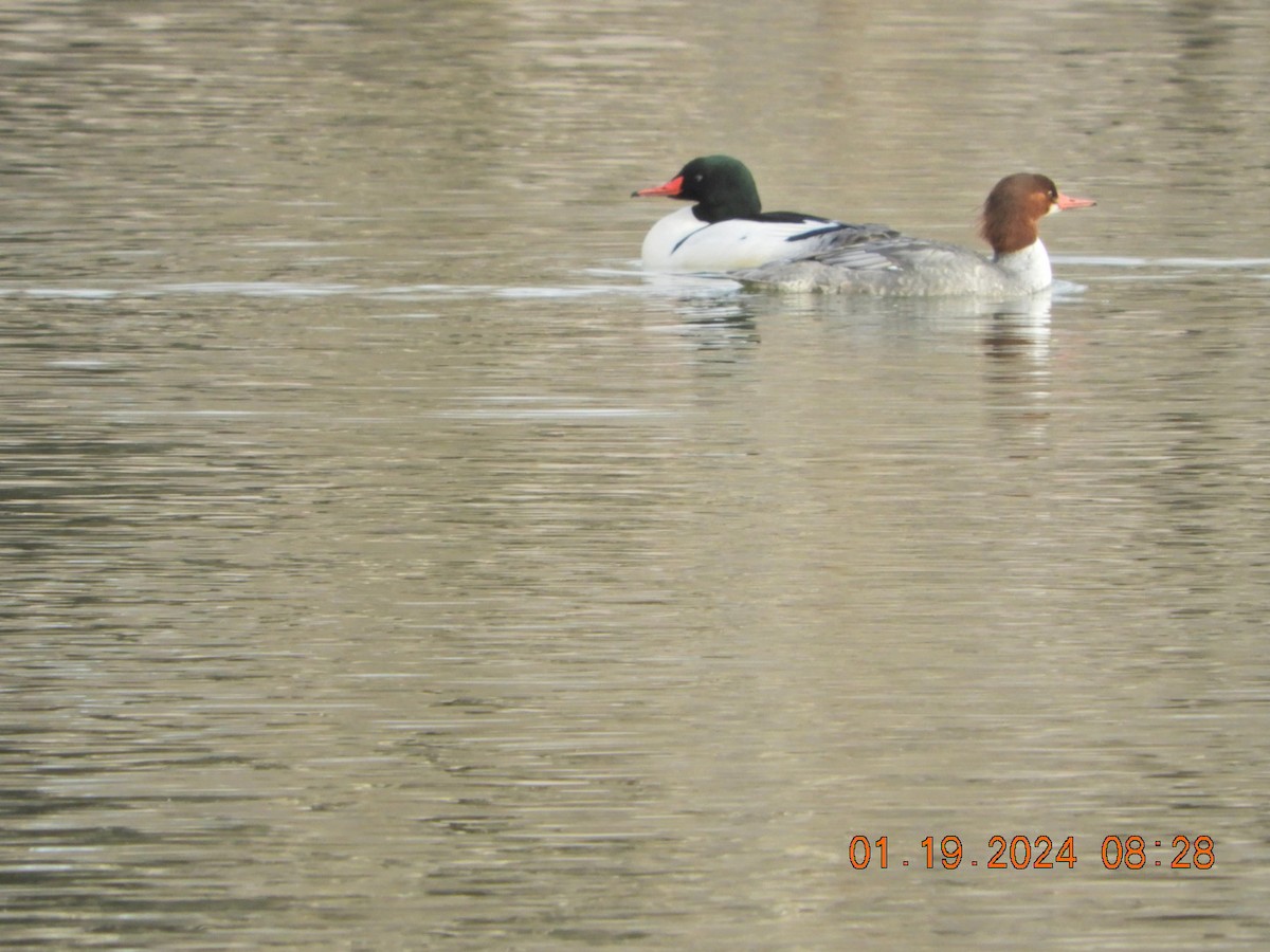 Common Merganser - ML613726444