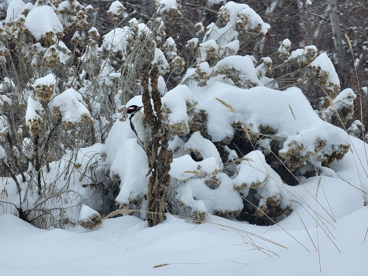 Downy Woodpecker - ML613726487