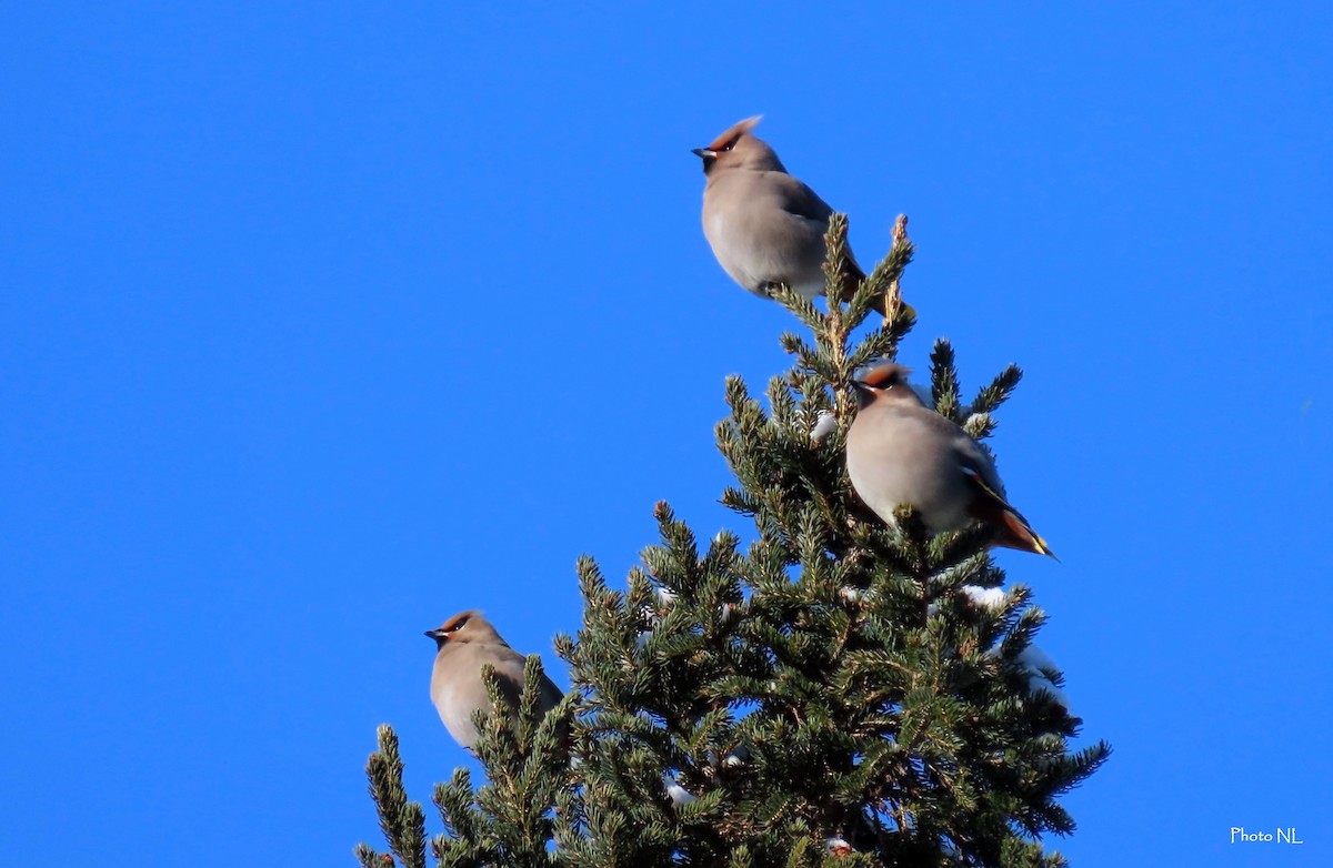 Bohemian Waxwing - ML613726691