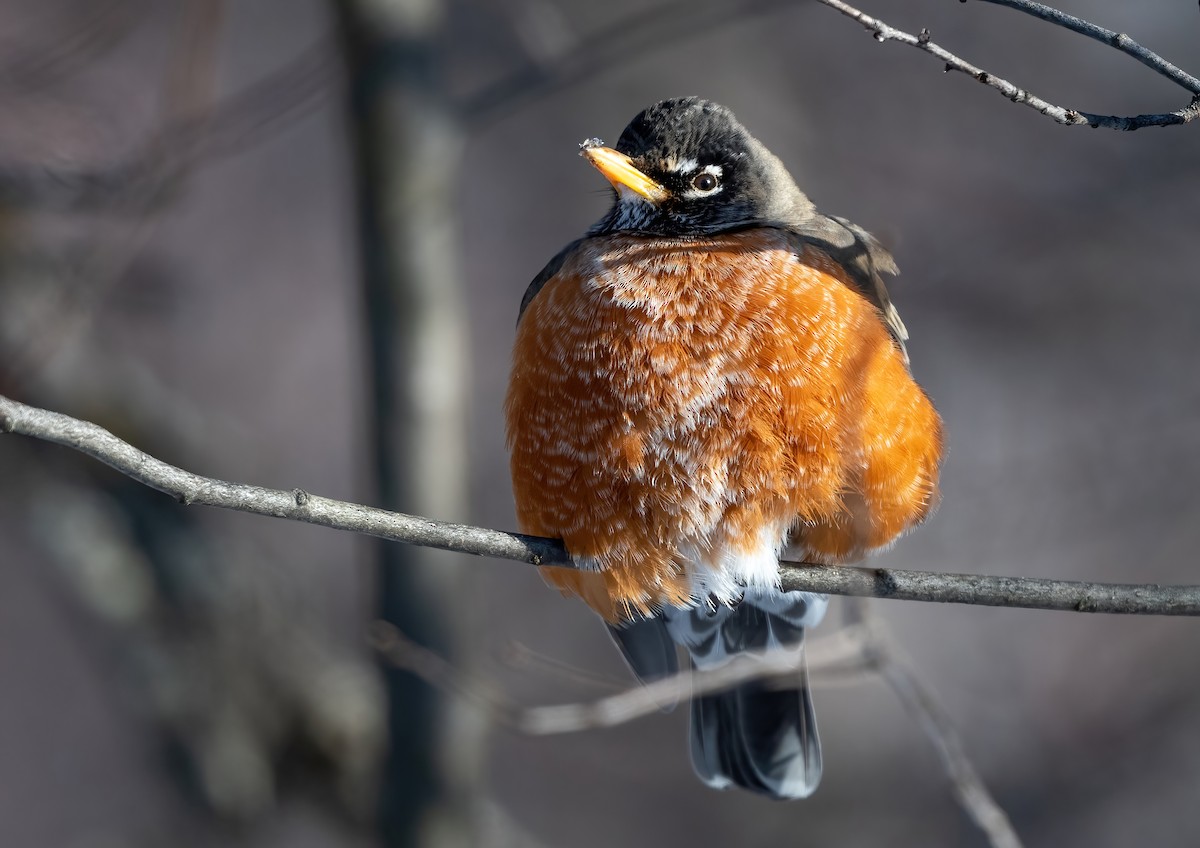 American Robin - ML613726695