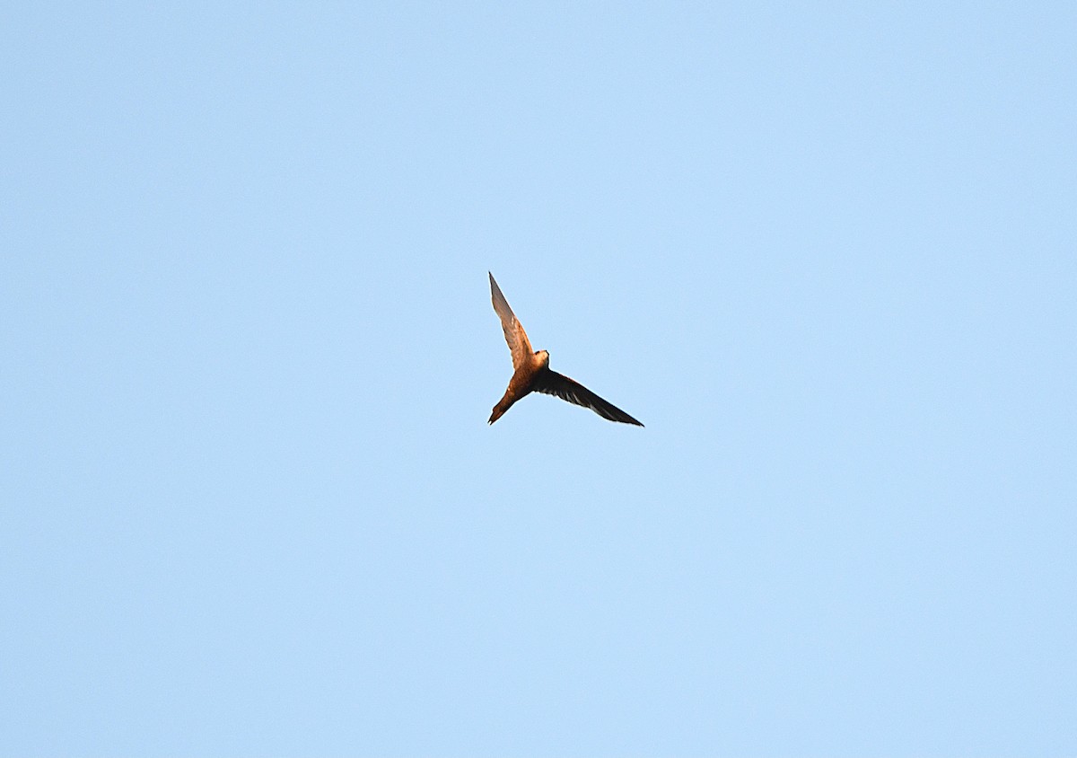 Common Swift - ML613726710