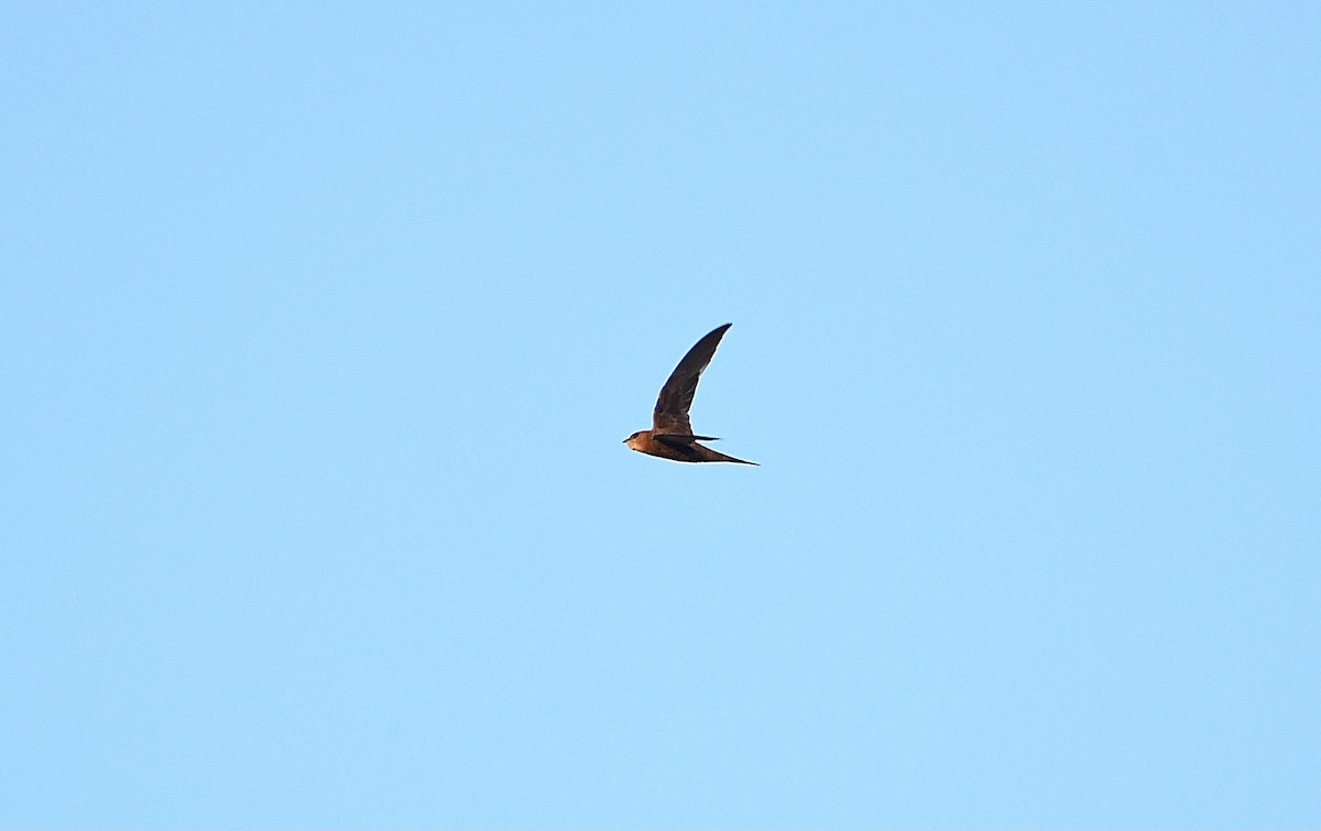 Common Swift - ML613726737