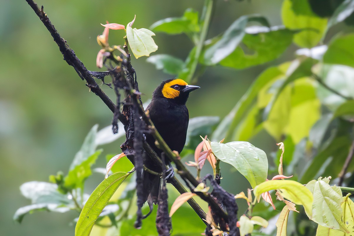 Black-billed Weaver - ML613726762