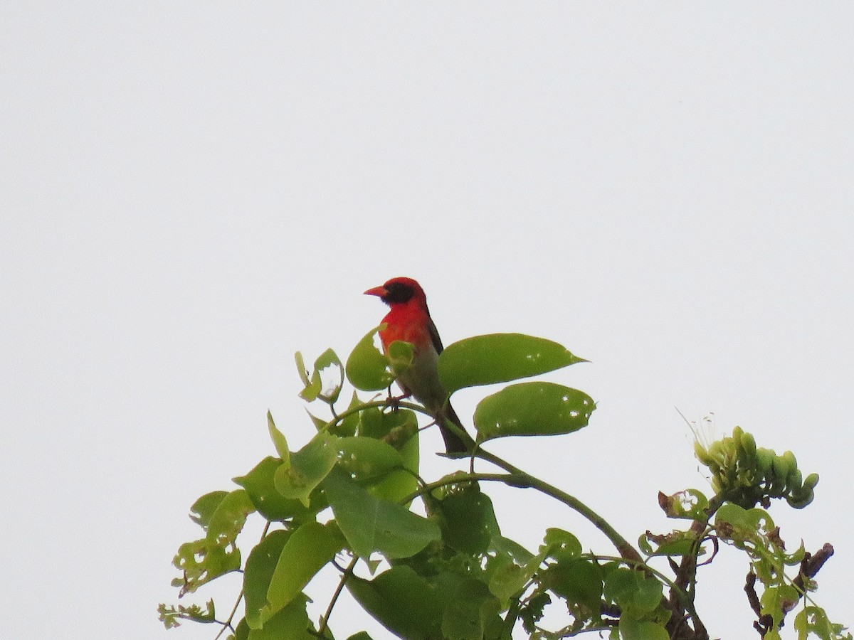 Tejedor Cabecirrojo (leuconotos) - ML613726775