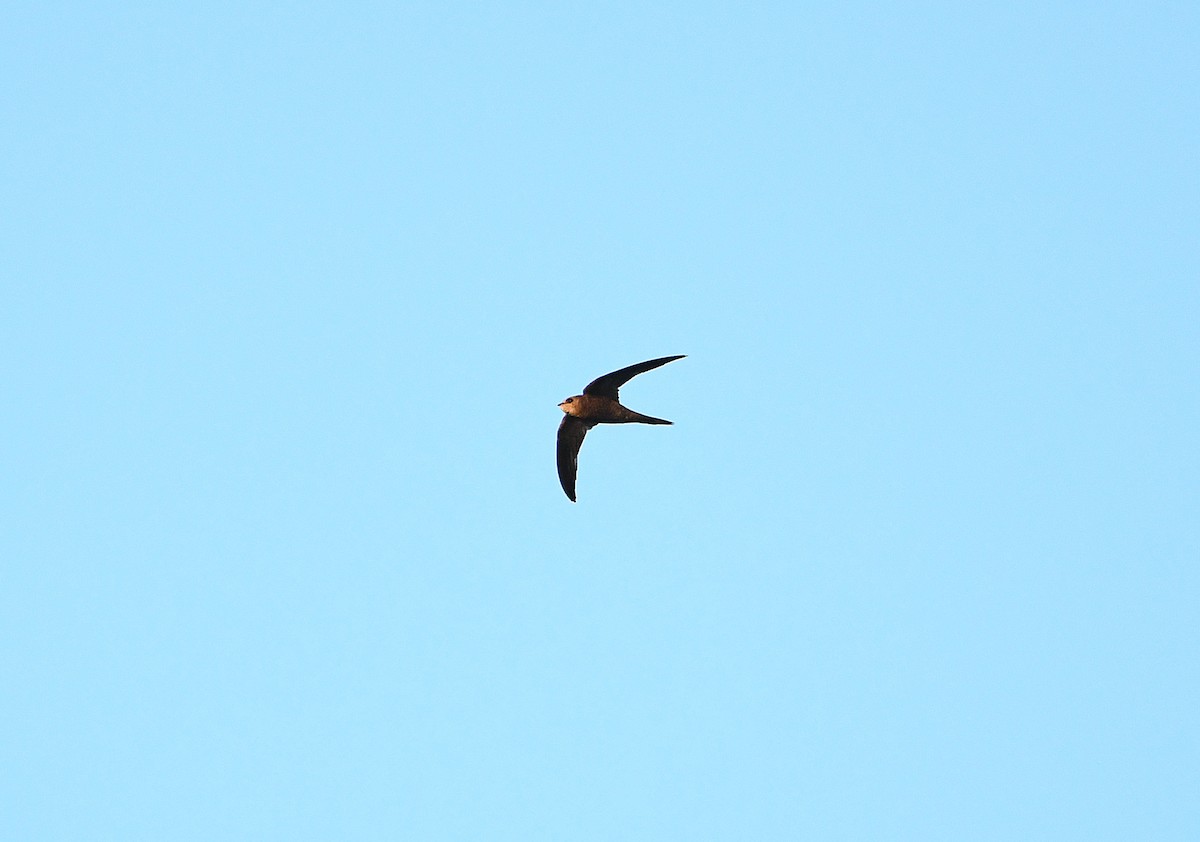 Common Swift - ML613726776