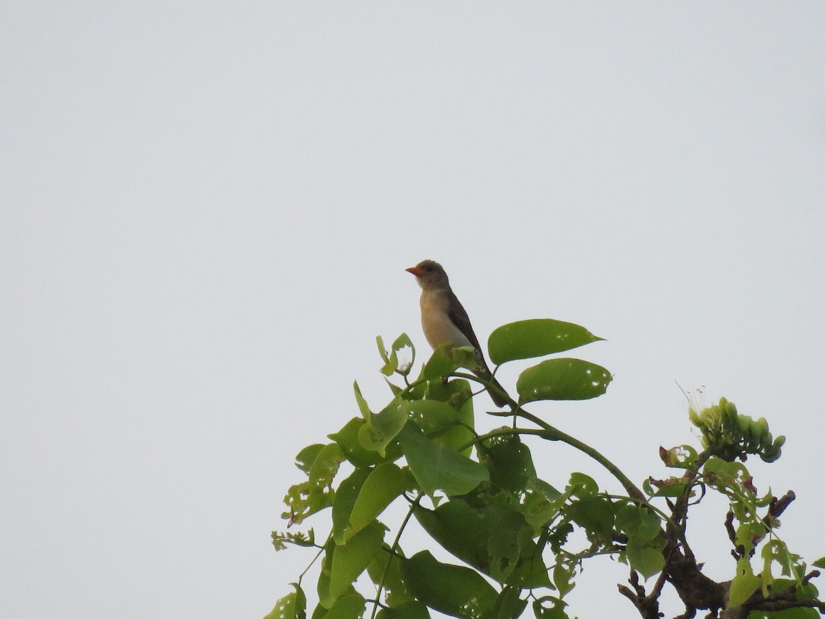 Tejedor Cabecirrojo (leuconotos) - ML613726778