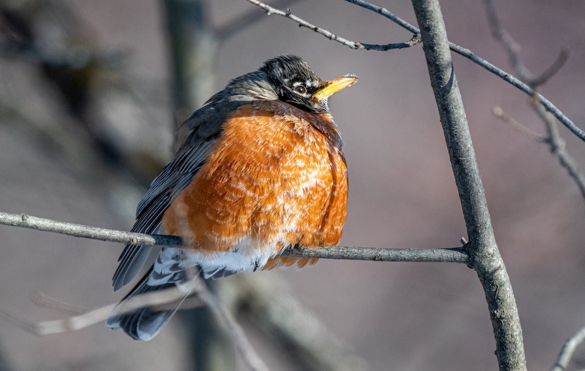 American Robin - ML613726793