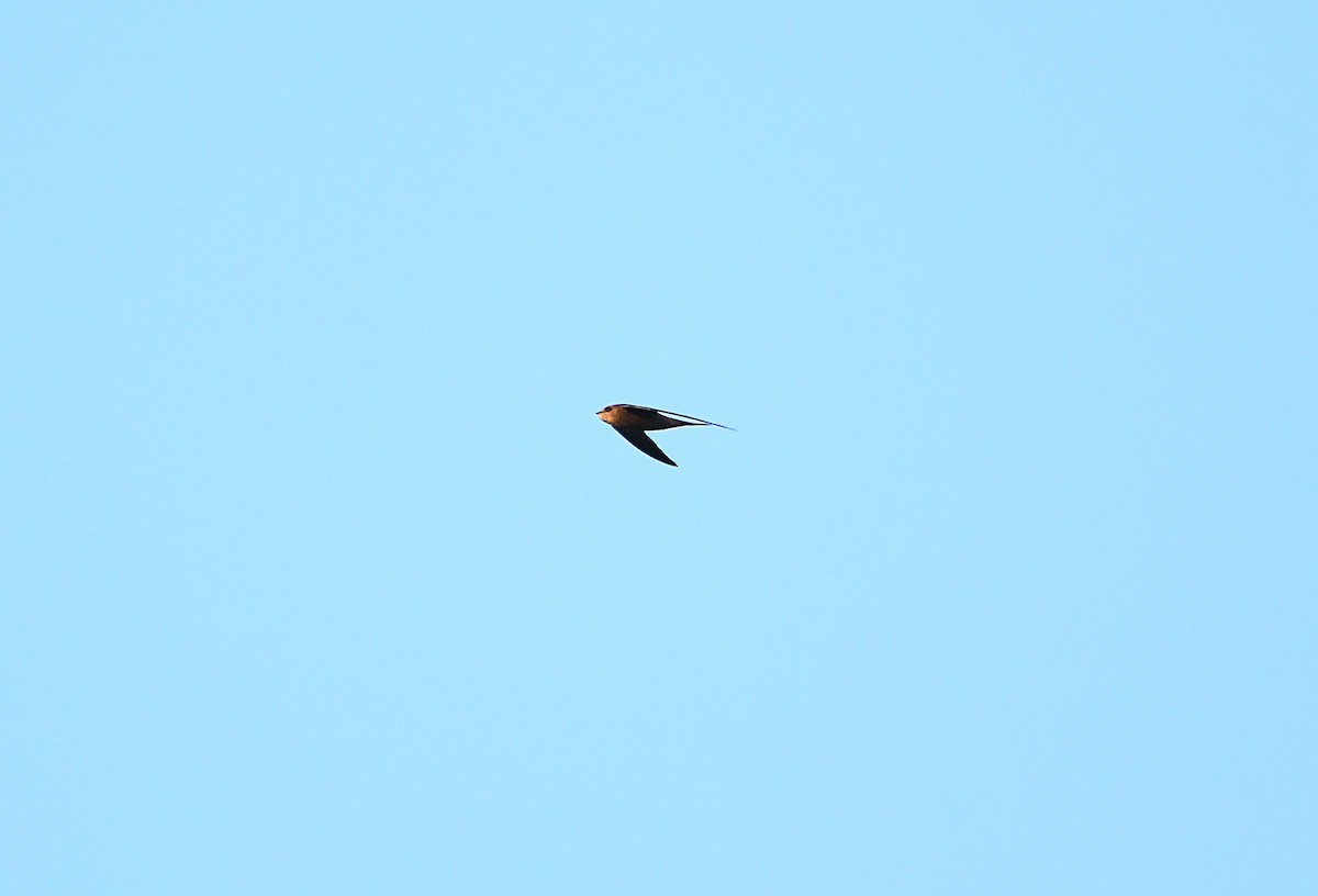 Common Swift - ML613726795