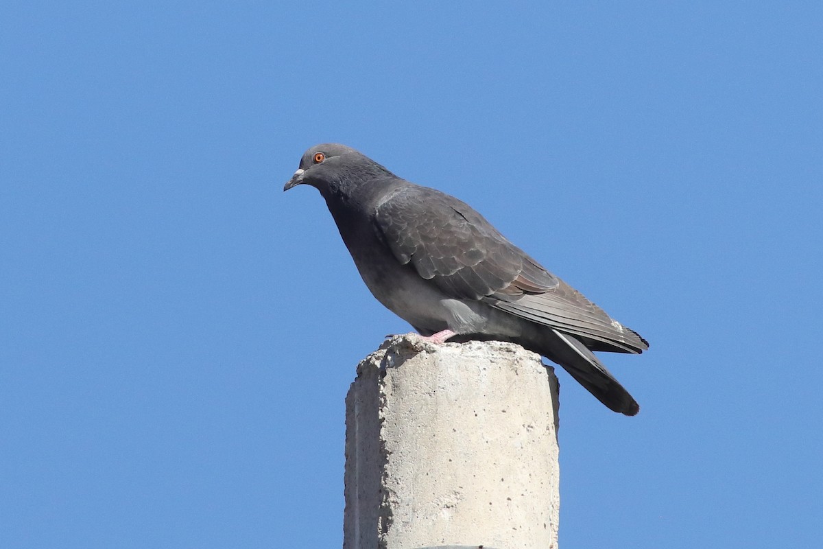Rock Pigeon (Feral Pigeon) - ML613726874