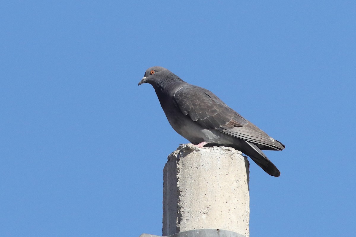 Rock Pigeon (Feral Pigeon) - ML613726875