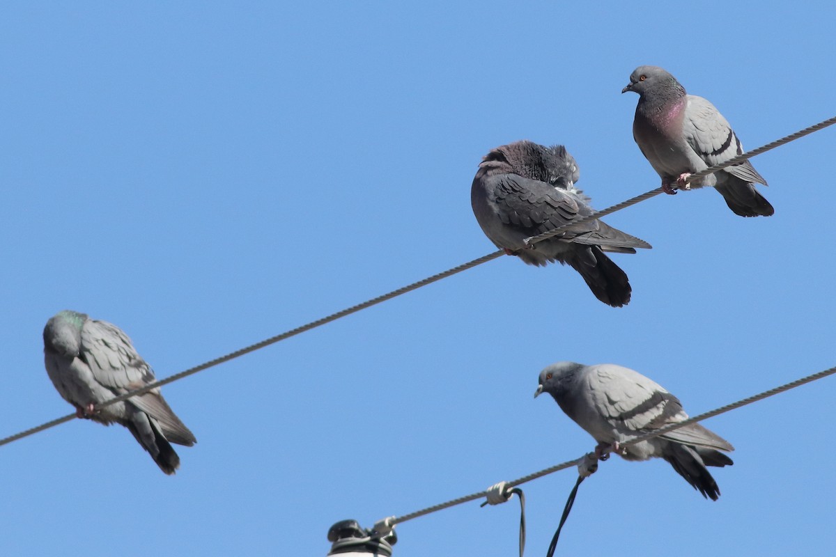 Rock Pigeon (Feral Pigeon) - ML613726880