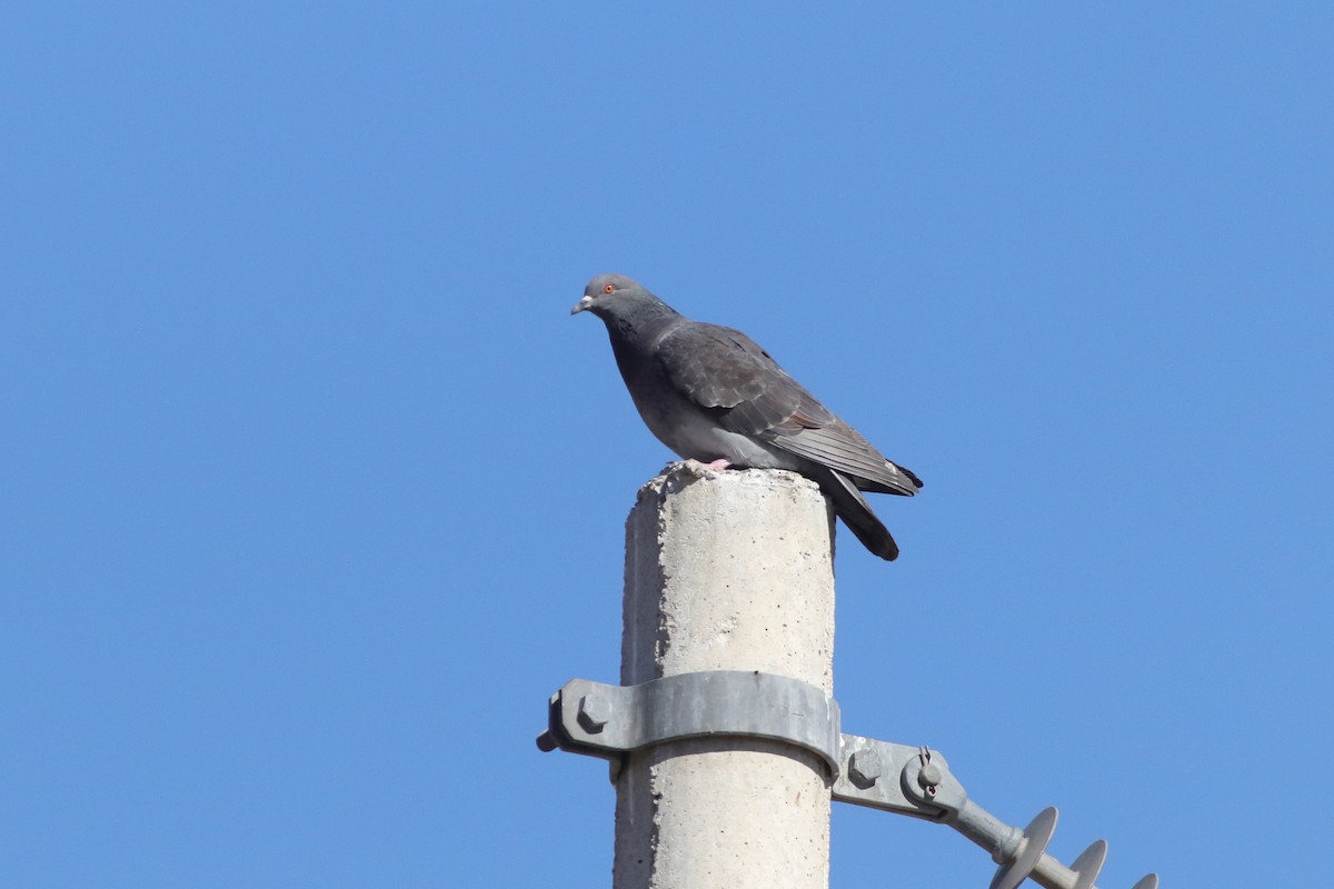 Rock Pigeon (Feral Pigeon) - ML613726881