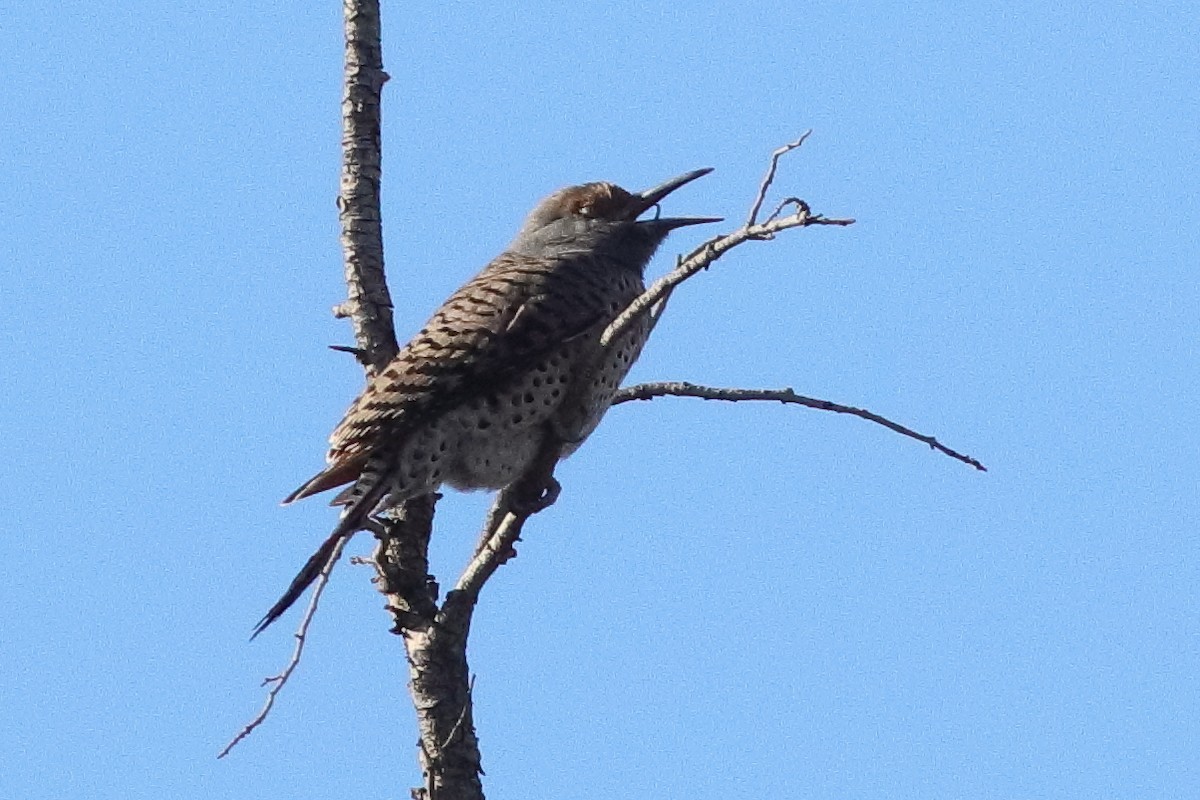 Northern Flicker (Red-shafted) - ML613726900