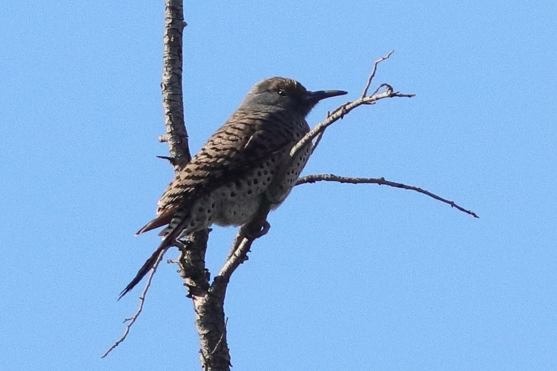 Northern Flicker (Red-shafted) - ML613726901