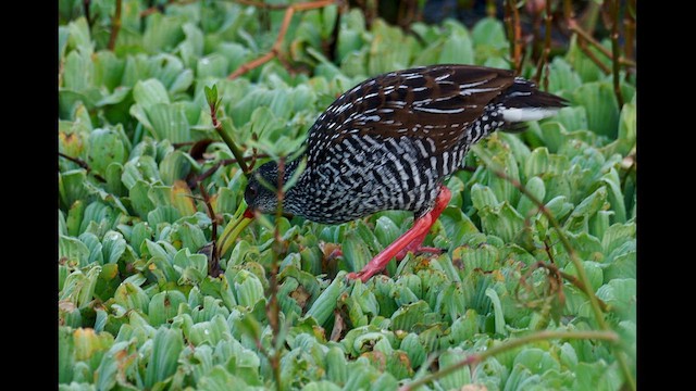 Spotted Rail - ML613726919