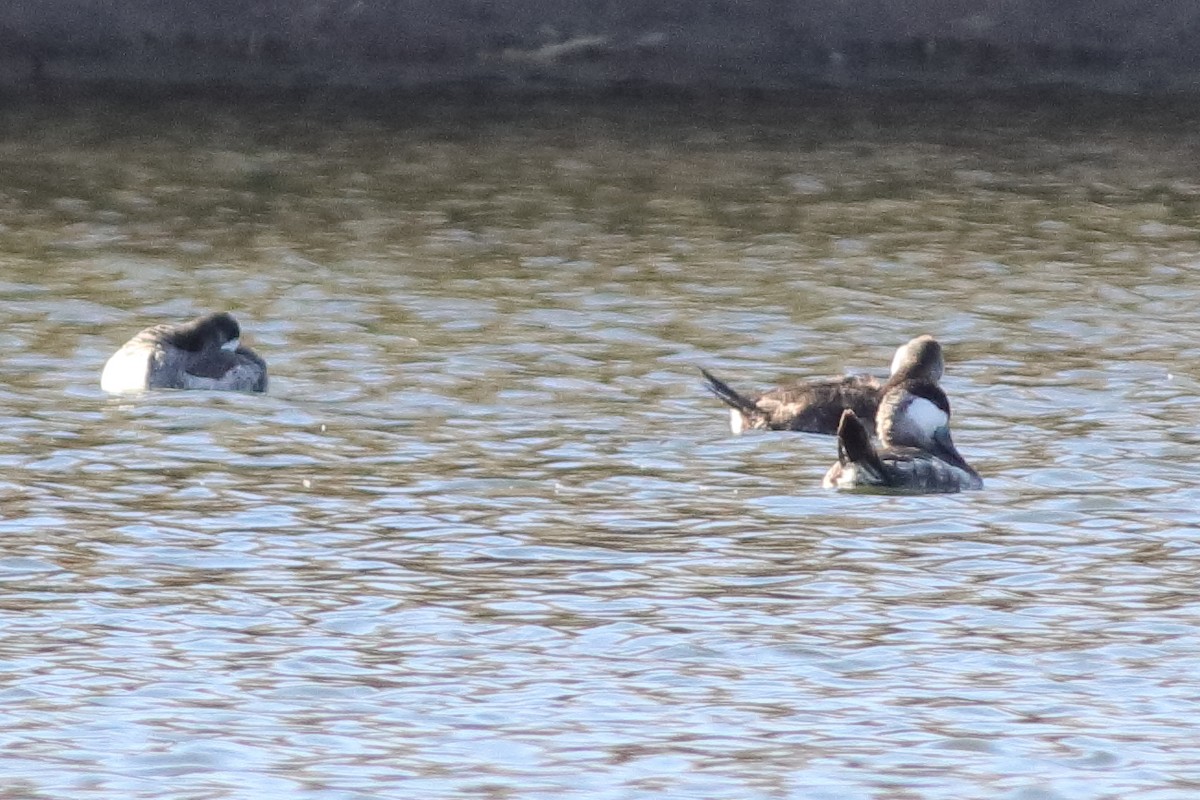 Ruddy Duck - ML613726920