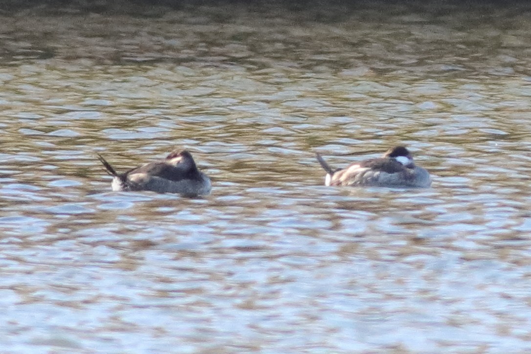 Ruddy Duck - ML613726921