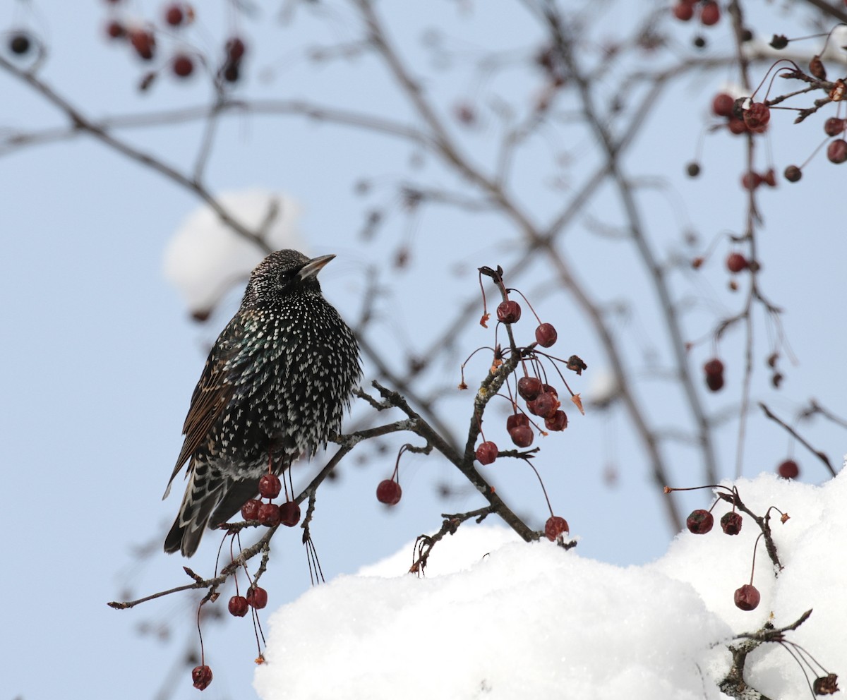 European Starling - ML613726938