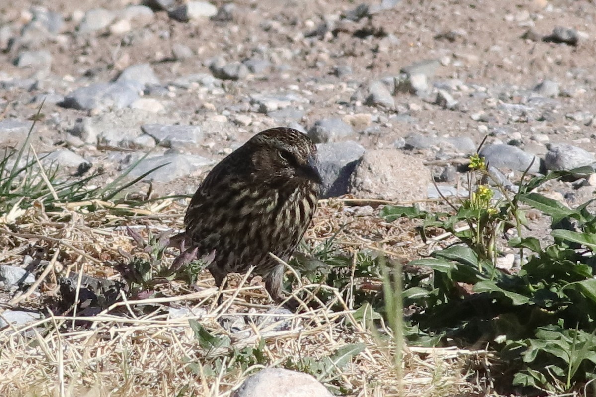 Red-winged Blackbird - ML613726944