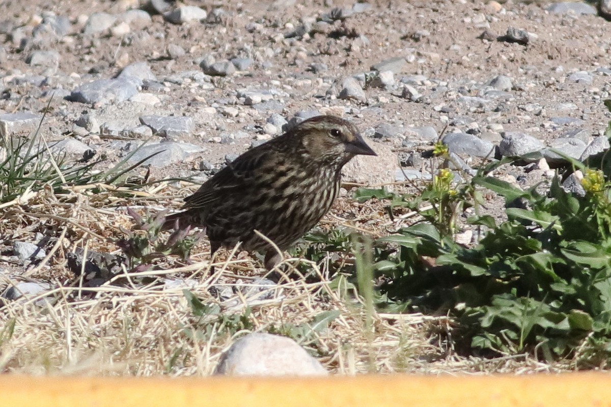 Red-winged Blackbird - ML613726945