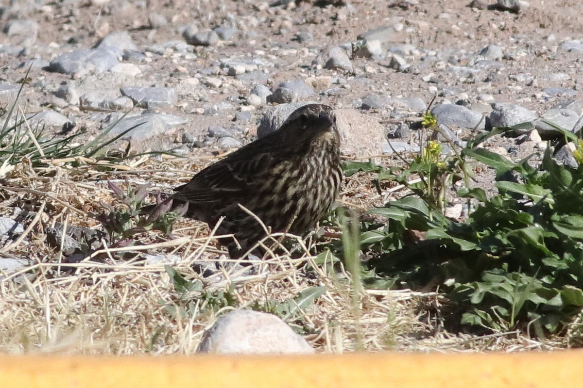 Red-winged Blackbird - ML613726946