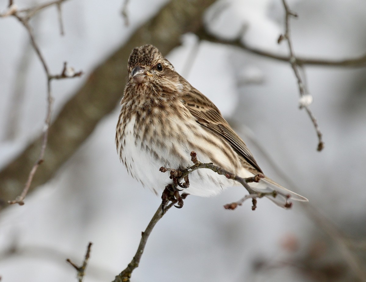 Purple Finch - David and Regan Goodyear