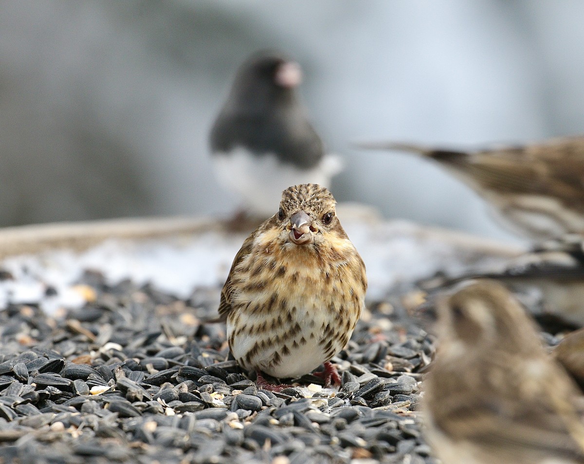 Purple Finch - David and Regan Goodyear