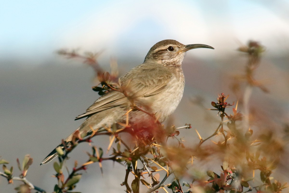 Scale-throated Earthcreeper - Dan Jones