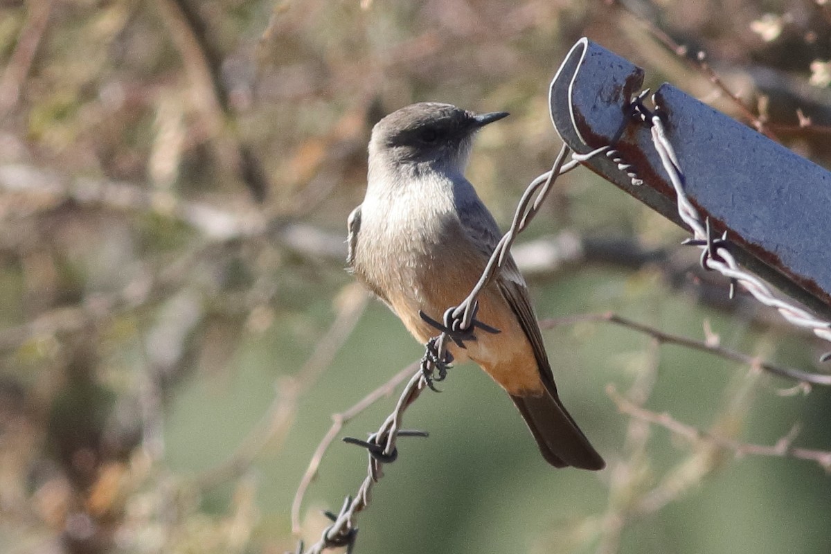 Say's Phoebe - ML613726996