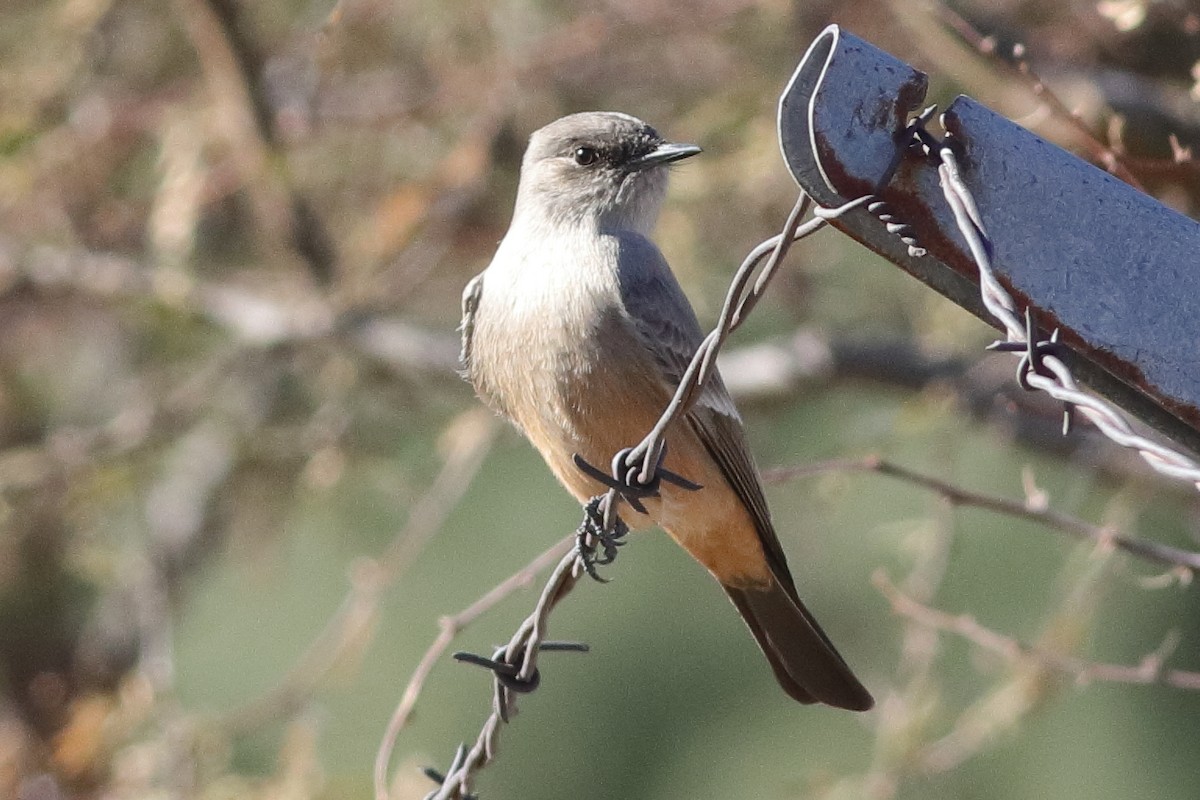 Say's Phoebe - ML613726997