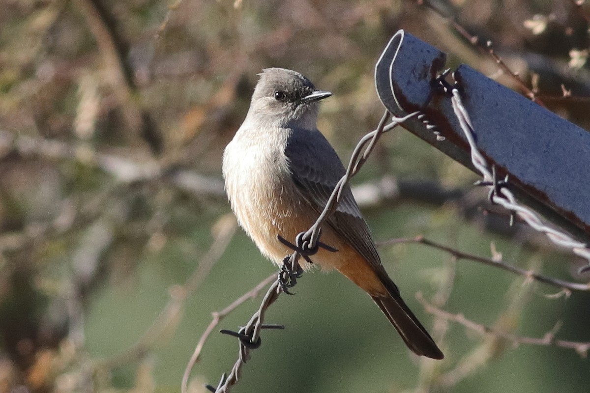Say's Phoebe - ML613726998
