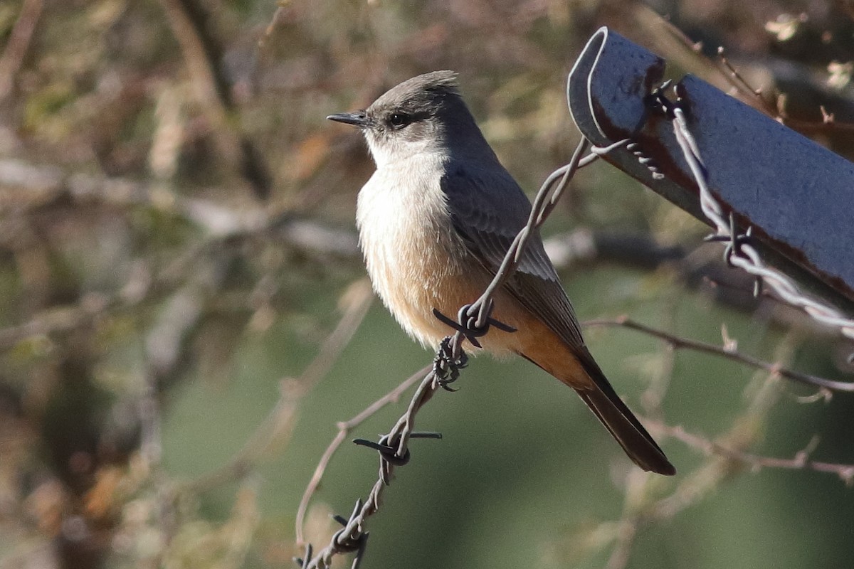 Say's Phoebe - ML613726999