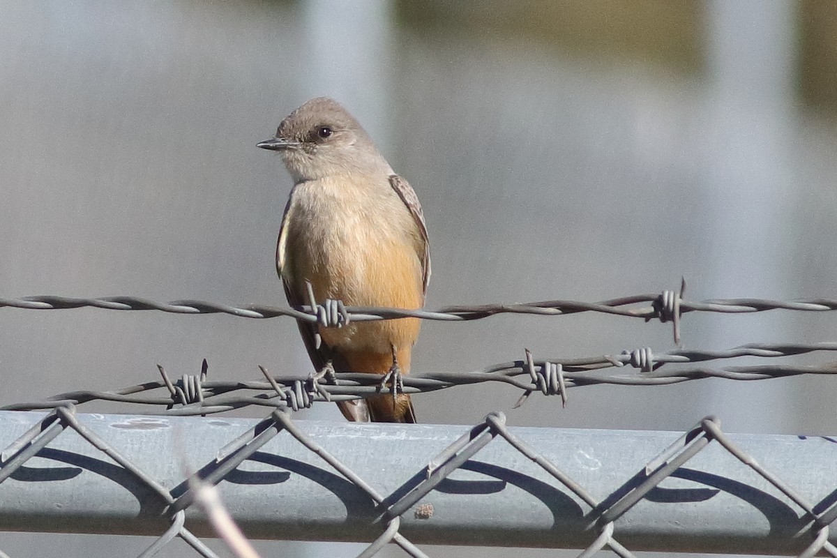 Say's Phoebe - ML613727000