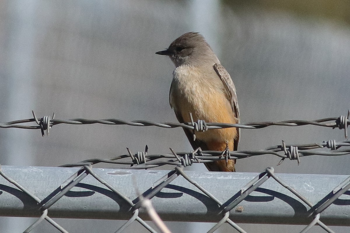 Say's Phoebe - ML613727001