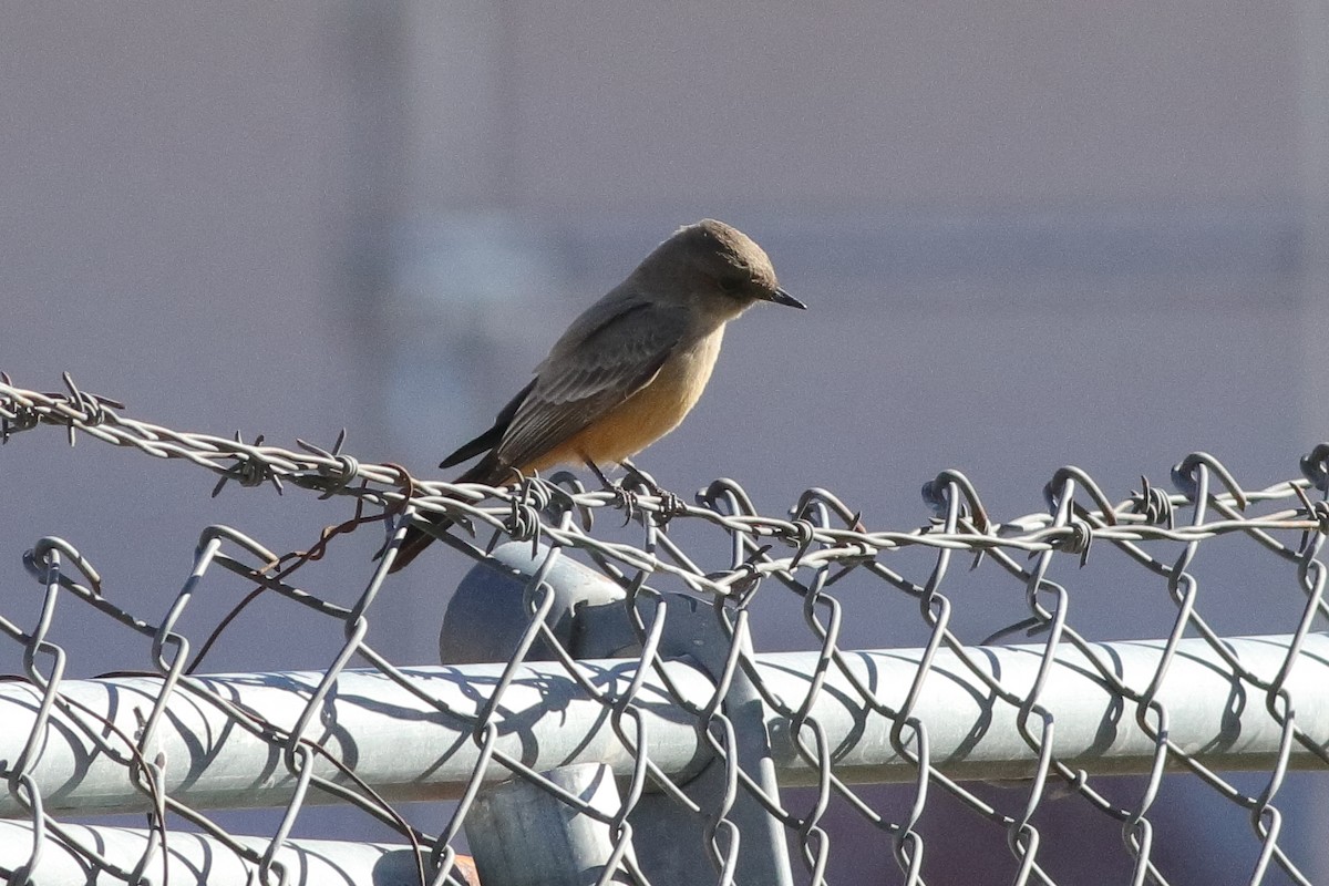 Say's Phoebe - ML613727003