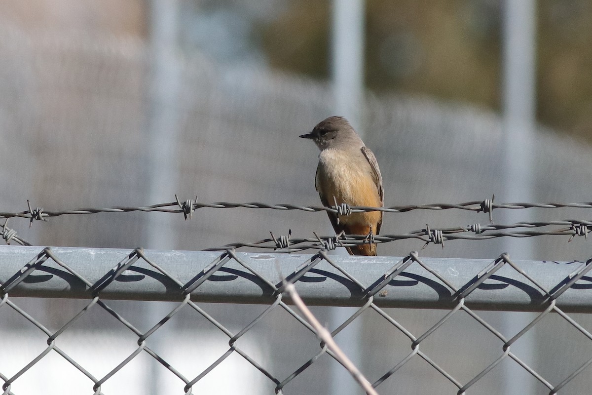 Say's Phoebe - ML613727004