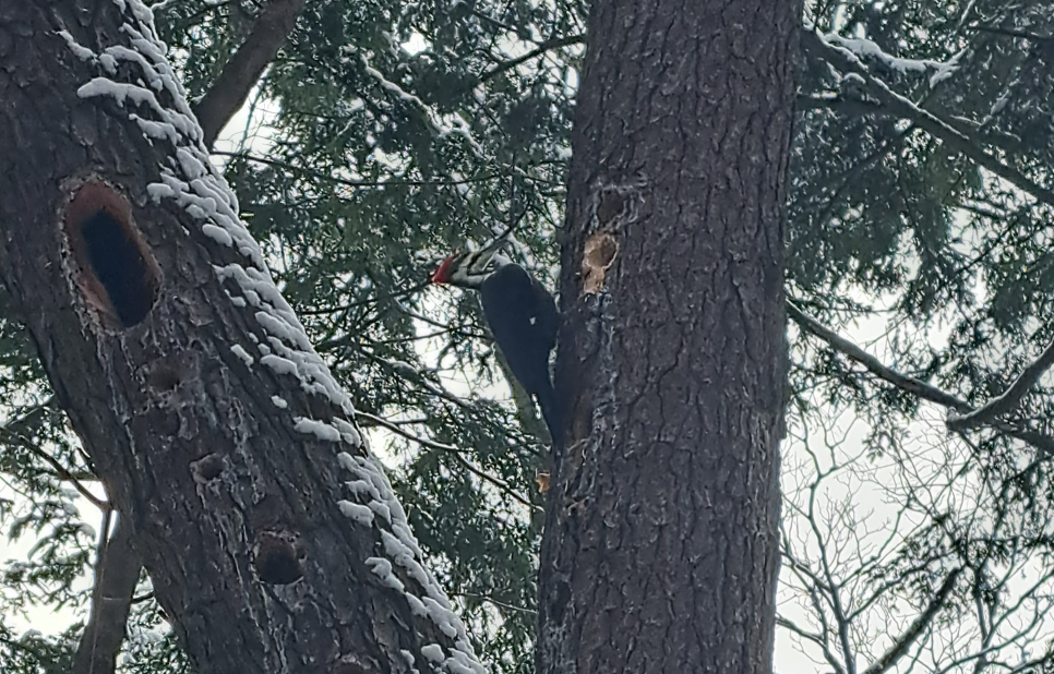 Pileated Woodpecker - ML613727018