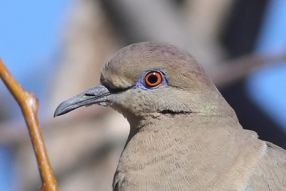 White-winged Dove - ML613727023