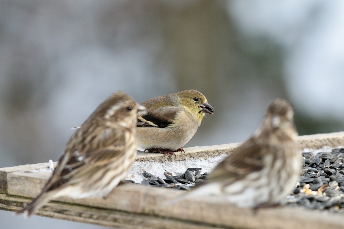 American Goldfinch - ML613727026