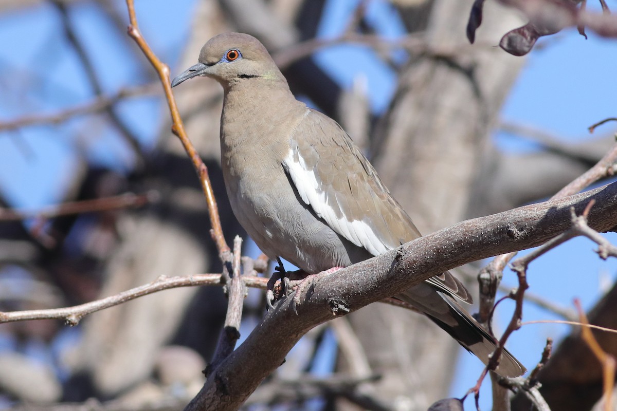 White-winged Dove - ML613727033