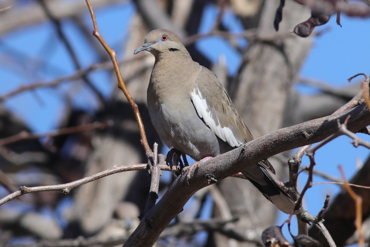 White-winged Dove - ML613727034