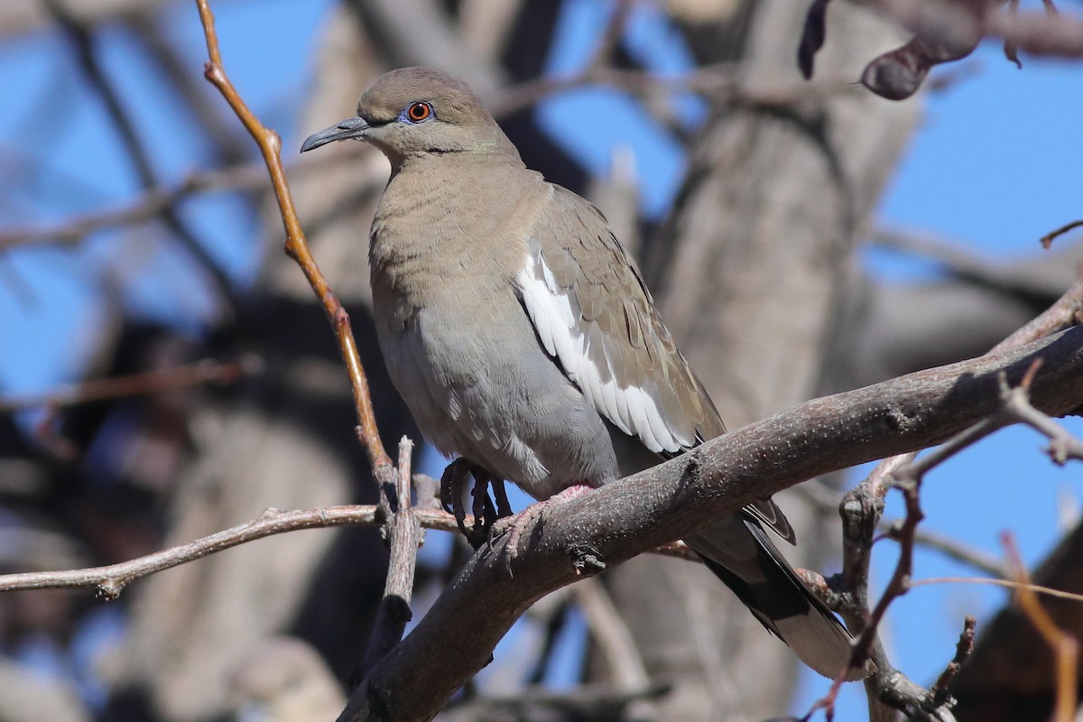 White-winged Dove - ML613727035
