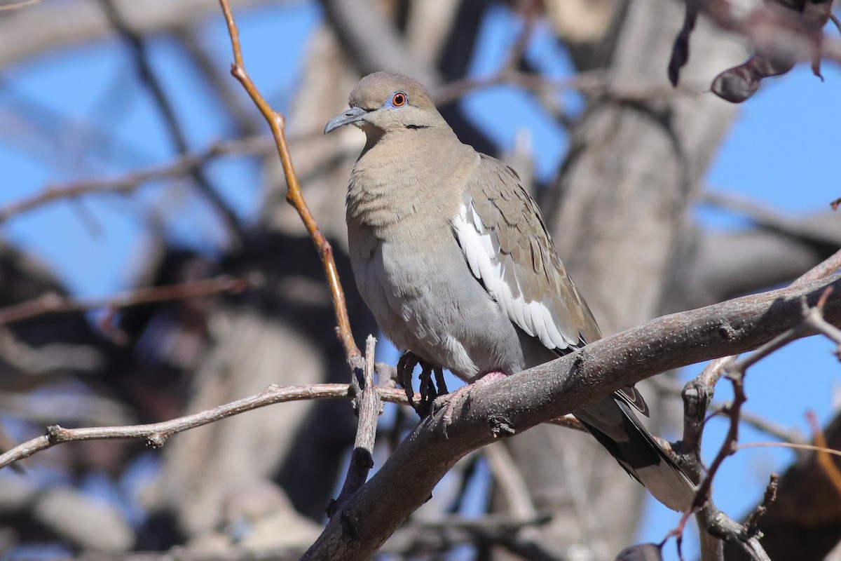 White-winged Dove - ML613727036