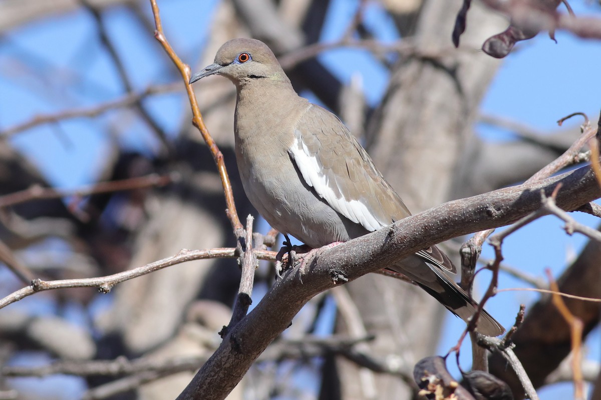 White-winged Dove - ML613727037