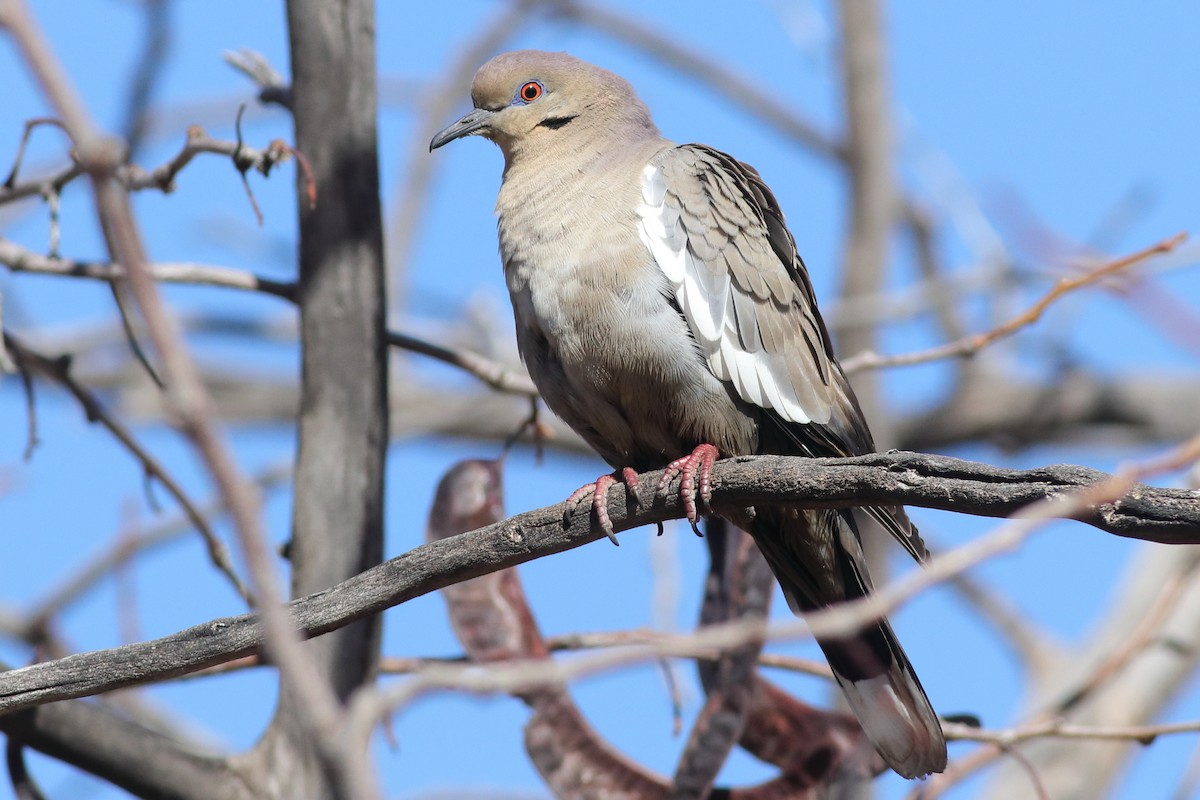 White-winged Dove - ML613727038