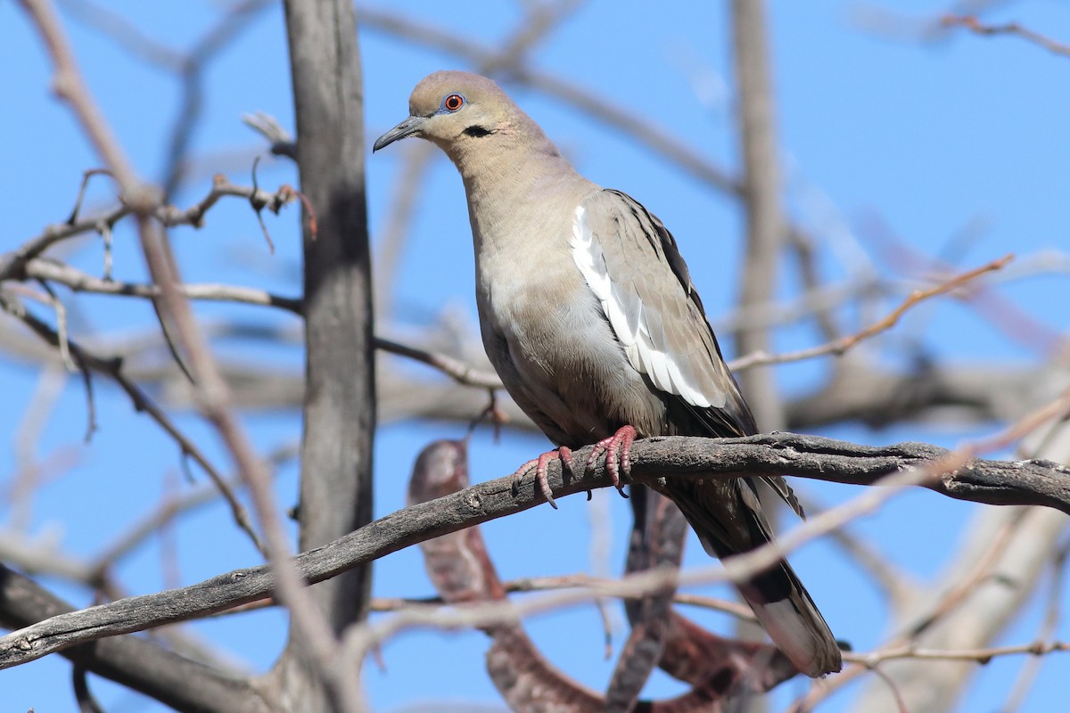 White-winged Dove - ML613727039